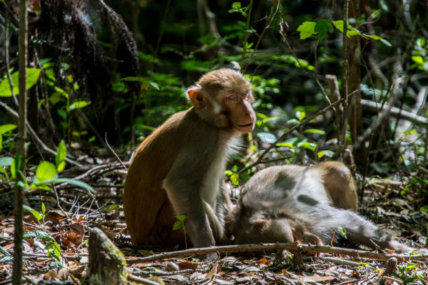 dormir singe rhésus à silver springs en floride - leaf monkey photos et images de collection