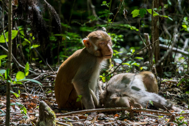 scimmia rhesus addormentata a silver springs in florida - leaf monkey foto e immagini stock