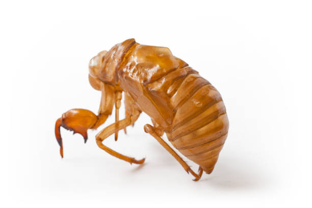 Cicada skin after a change of body wrap that is exposed in the nature of the forest
