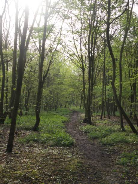 istock Bois de Boulogne/Paris,France 948746510