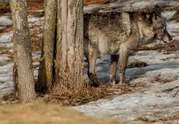 istock The International Wolf Center in Ely, Minnesota houses several Great Wolves 948748842