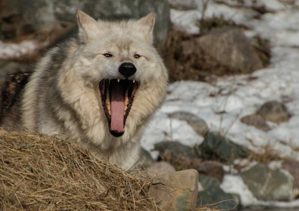 istock The International Wolf Center in Ely, Minnesota houses several Great Wolves 948748868
