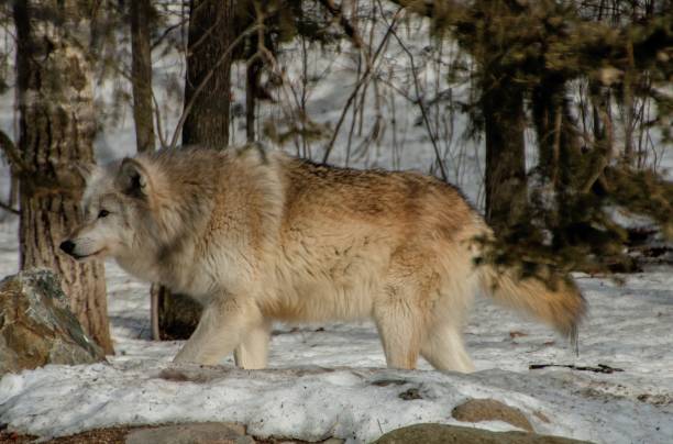istock The International Wolf Center in Ely, Minnesota houses several Great Wolves 948748880