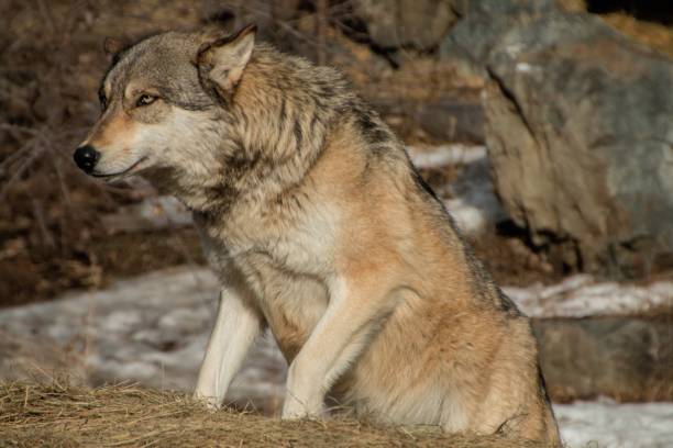 istock The International Wolf Center in Ely, Minnesota houses several Great Wolves 948749020
