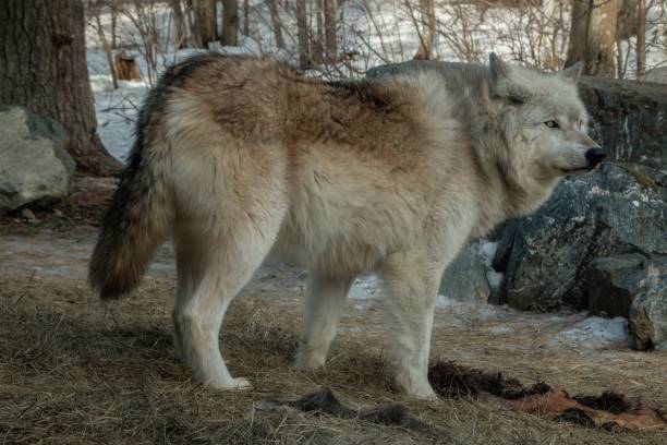 istock The International Wolf Center in Ely, Minnesota houses several Great Wolves 948749026