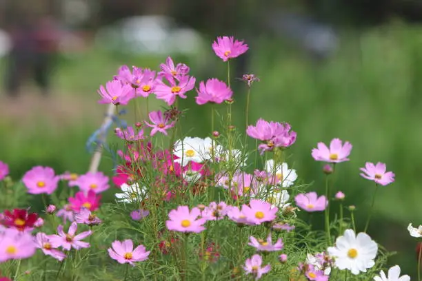 Floral background with  pink and white Cosmos flowers on deep green.