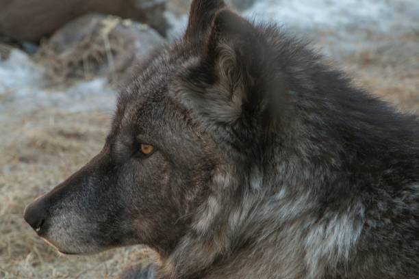 istock The International Wolf Center in Ely, Minnesota houses several Great Wolves 948749120