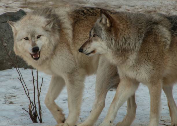 istock The International Wolf Center in Ely, Minnesota houses several Great Wolves 948749130