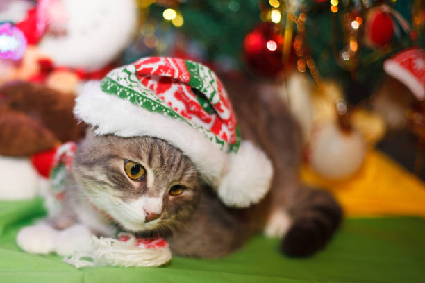 istock cat in the New Year hat under the Christmas tree 948751950