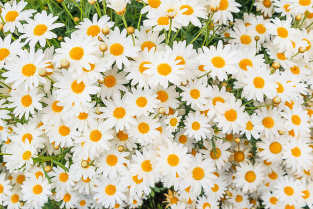 istock Beautiful white camomiles daisy flowers field on green meadow 948752052