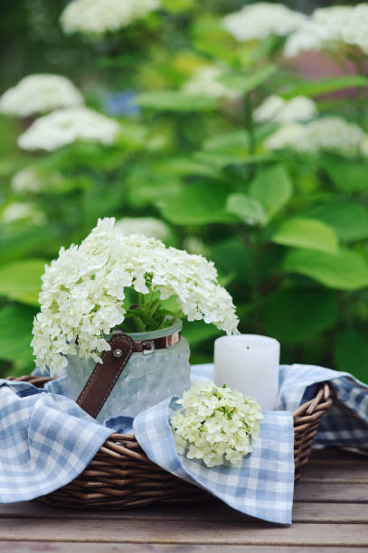 hydrangea flowers in vintage jar with candle and blue tablecloth in summer garden. decorating and slow country living concept - hydrangea gardening blue ornamental garden imagens e fotografias de stock