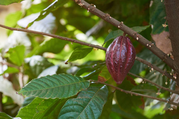 istock Ripe of  cacao pods theme 948755778