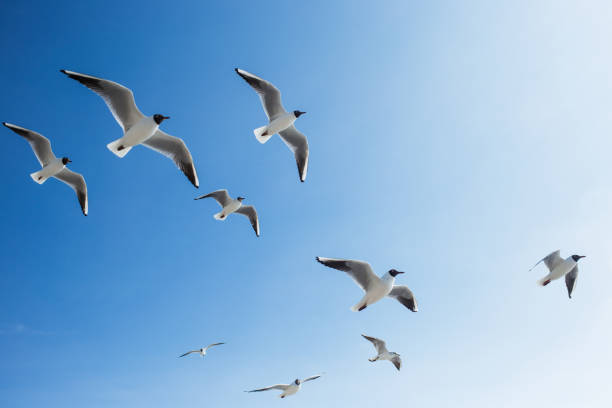 istock Many seagulls fly in sunny clear blue sky 948756236