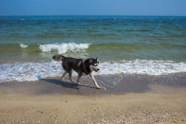 istock husky dog happily running at sandy beach 948756250