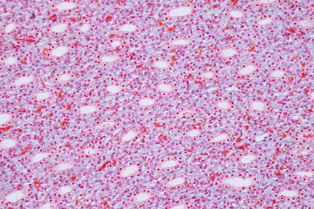 Histology of human kidney under microscope view for education
