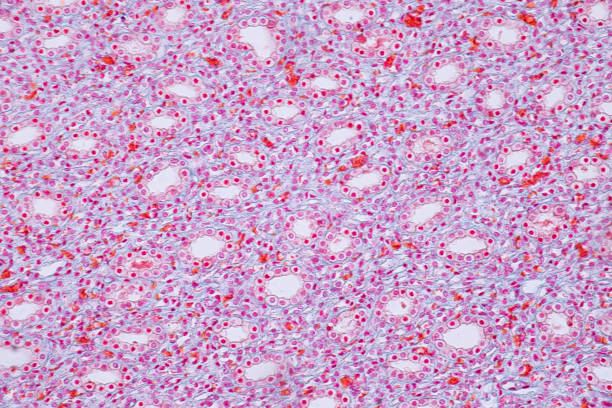 istock Histology of human kidney under microscope view for education 948759166