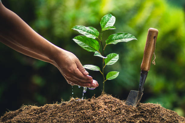 istock Planting trees passion fruit hands watering and good quality soil 948761796