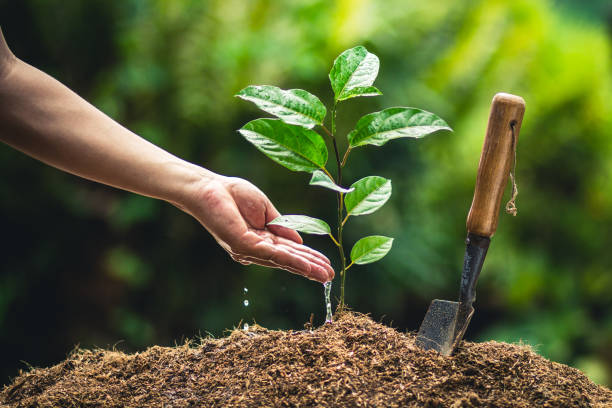 istock Planting trees passion fruit hands watering and good quality soil 948761800