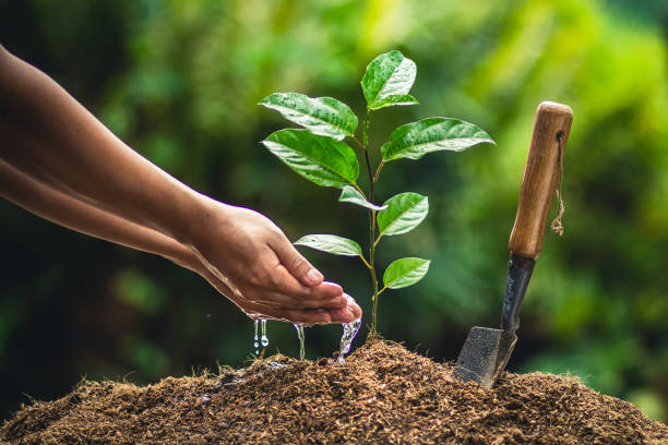istock Planting trees passion fruit hands watering and good quality soil 948761886