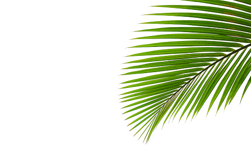 tropical palm leaf isolated on white with clipping path