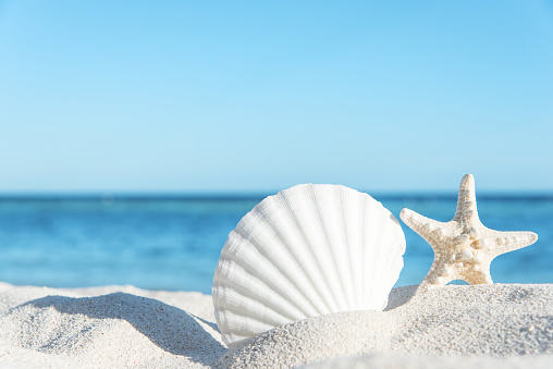 ✓ Summer Beach Seashell Background Stock Photos