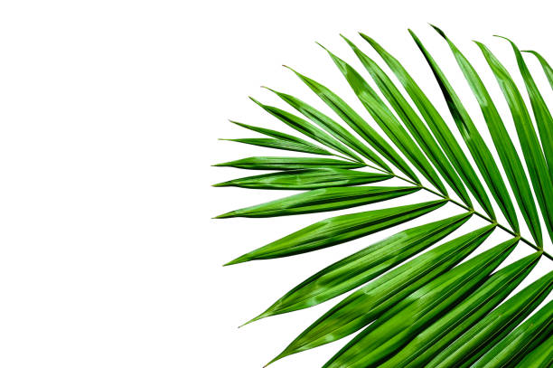 istock tropical palm leaf isolated on white with clipping path 948779022