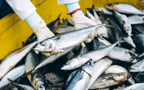istock fish seafood factory 948779570