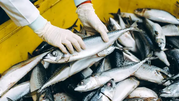 Photo of fish seafood factory