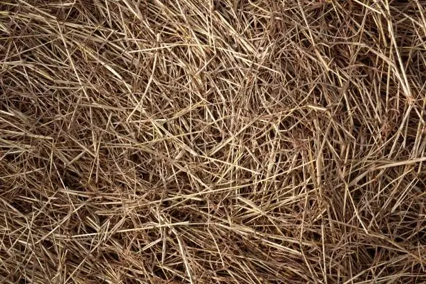 close up dry grass on the ground