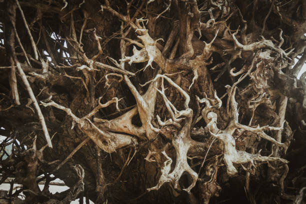 Organic Indian Coleus Plectranthus barbatus roots. Macro closeup background texture.