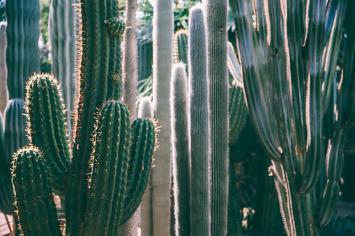 Cactus in Marrakech,Morocco.