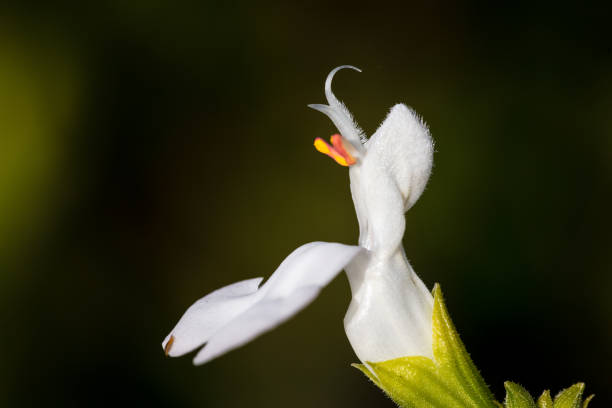 istock little bird-like flowers 948790568