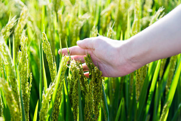 istock Woman hand touching rice crop 948790672