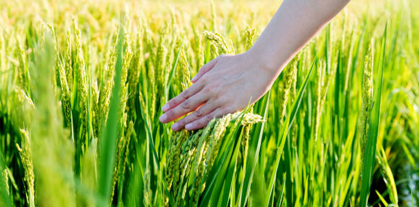 istock Woman hand touching rice crop 948793130