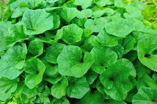 istock Green winter amaranth plants in growth at garden 948793868