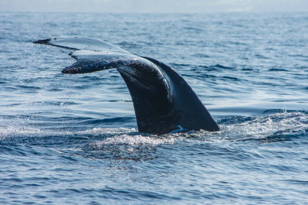 istock Whales in Hawaii 948794060