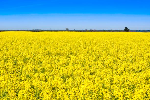 istock A yellow field of Colza 948797408