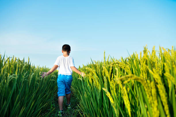 istock Little boy walking in a rice field 948798334