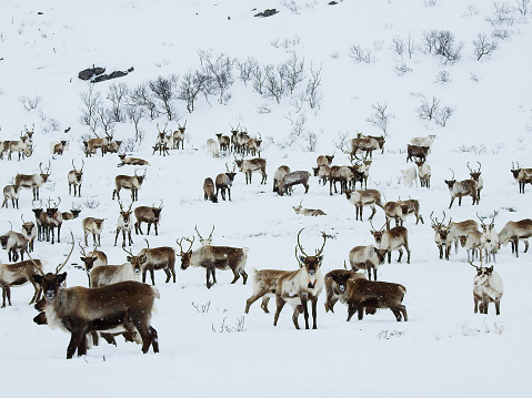 A herd of more than 200 reindeers observe with curiosity the strangers who have come to disturb his peaceful day in a remote location of Norway,  while the heavy snow keeps falling without truce.