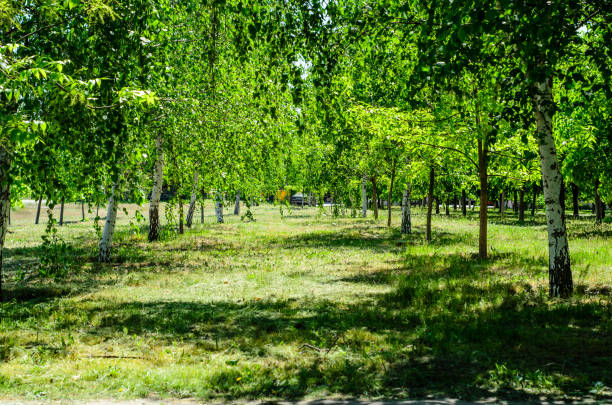 istock Birches in city park on spring 948800790