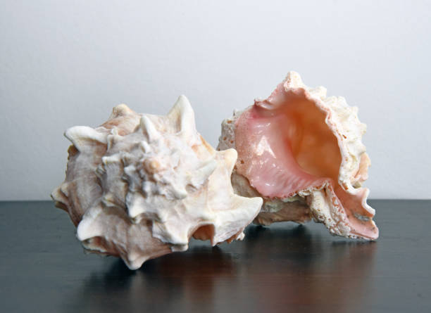 Triangular Sharp Shell 390+ Helix Sharp Shell Animal Stock Photos, Pictures & Royalty-Free ...