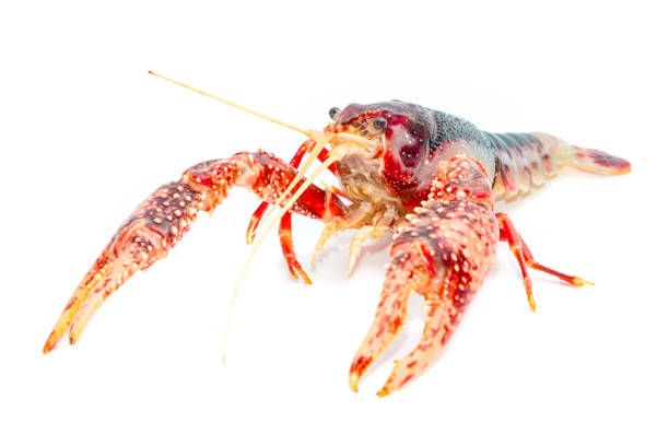 istock Crayfish ,Fresh water Lobster on white background 948807104