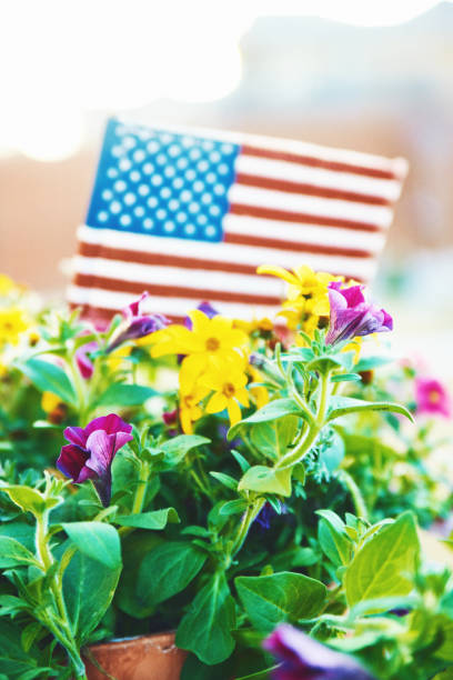 istock American flag in planter with vibrant flowers and beautiful backlight 948812668