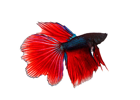 full body side view of red fin siamese betta ,fighing fish isolated white background