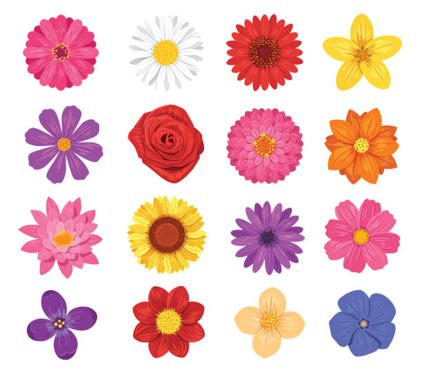 ilustraciones, imágenes clip art, dibujos animados e iconos de stock de flor vector conjunto aislado en fondo blanco - flowers