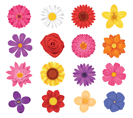 Set of various flowers