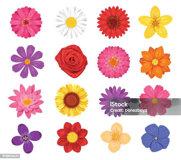 Vector Flower Set Isolated On White Background Stock Illustration - Download Image Now - Flower, Springtime, Vector