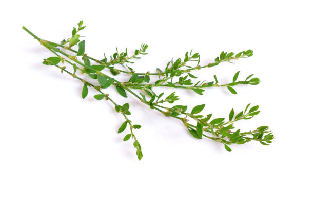 istock Polygonum aviculare isolated on white. 948823776