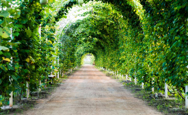 istock Calabash gourd hanging on pergola 948826084