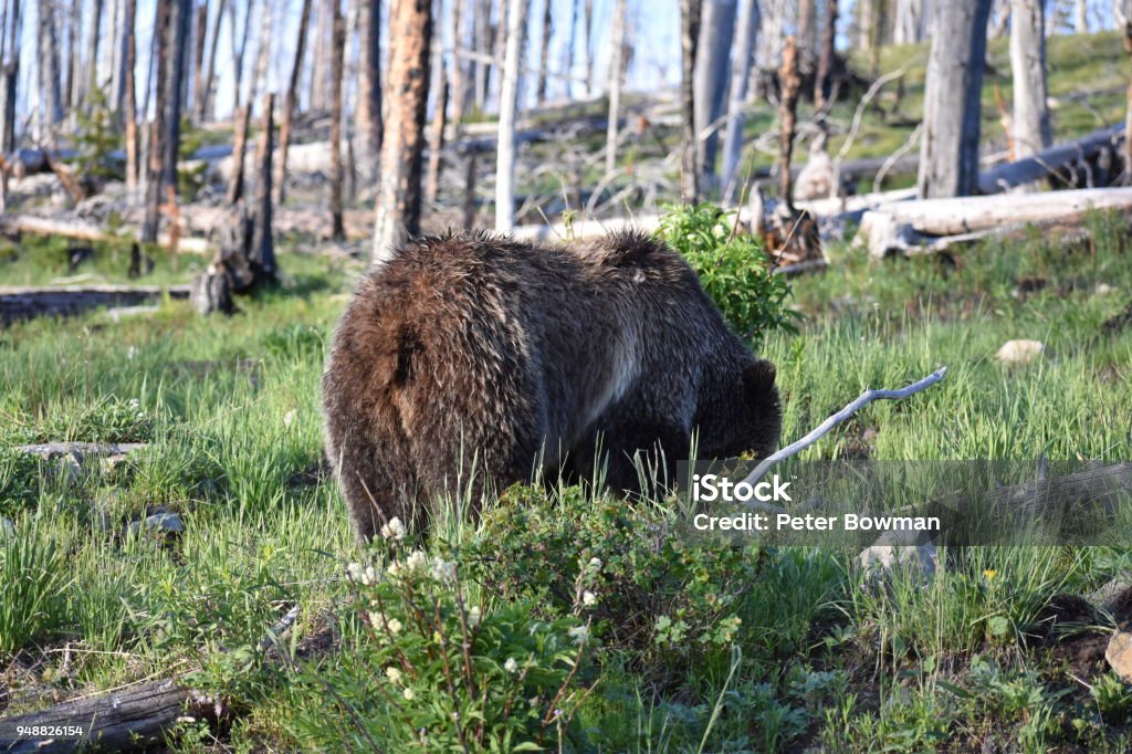 Grizzly Bear Mother and Cub - Yellowstone National Park Wildlife A grizzly bear mother and cub just off the road in Yellowstone National Park, Wyoming. Animal Stock Photo